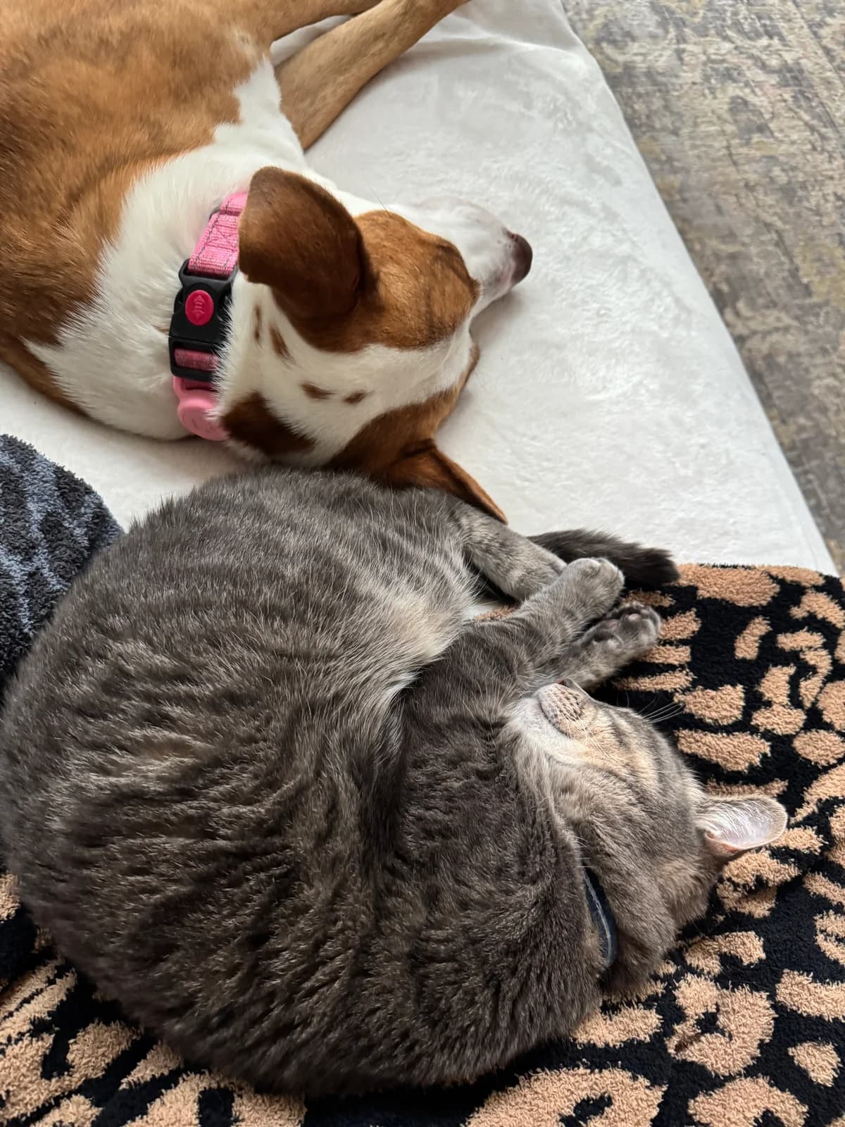A cat and dog curled up together