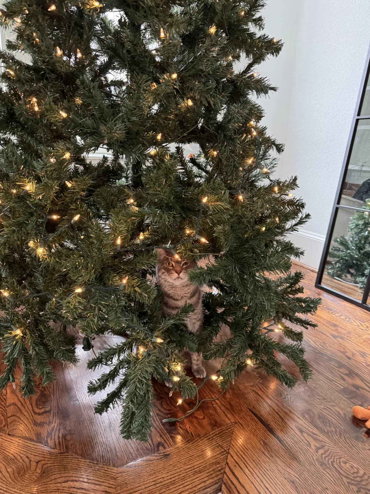 A cat peeking out from under a Christmas tree