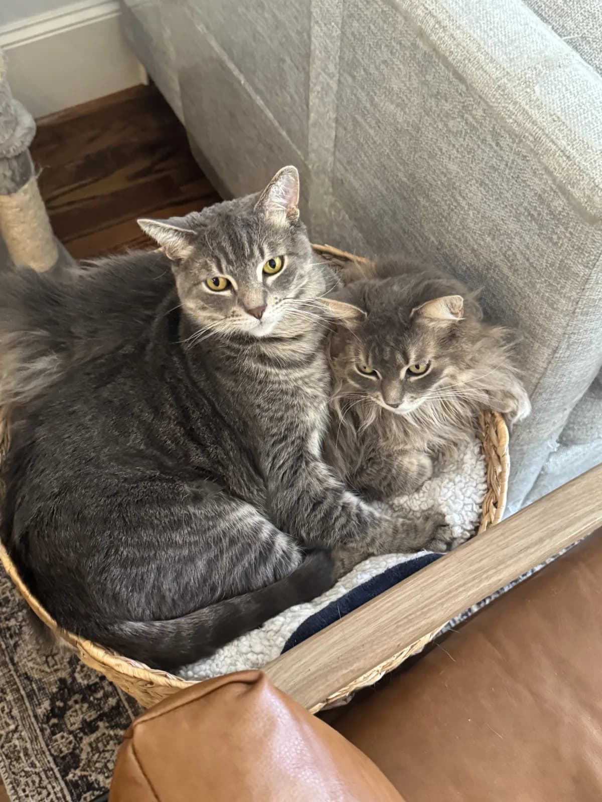 Two cats nestled together in a basket