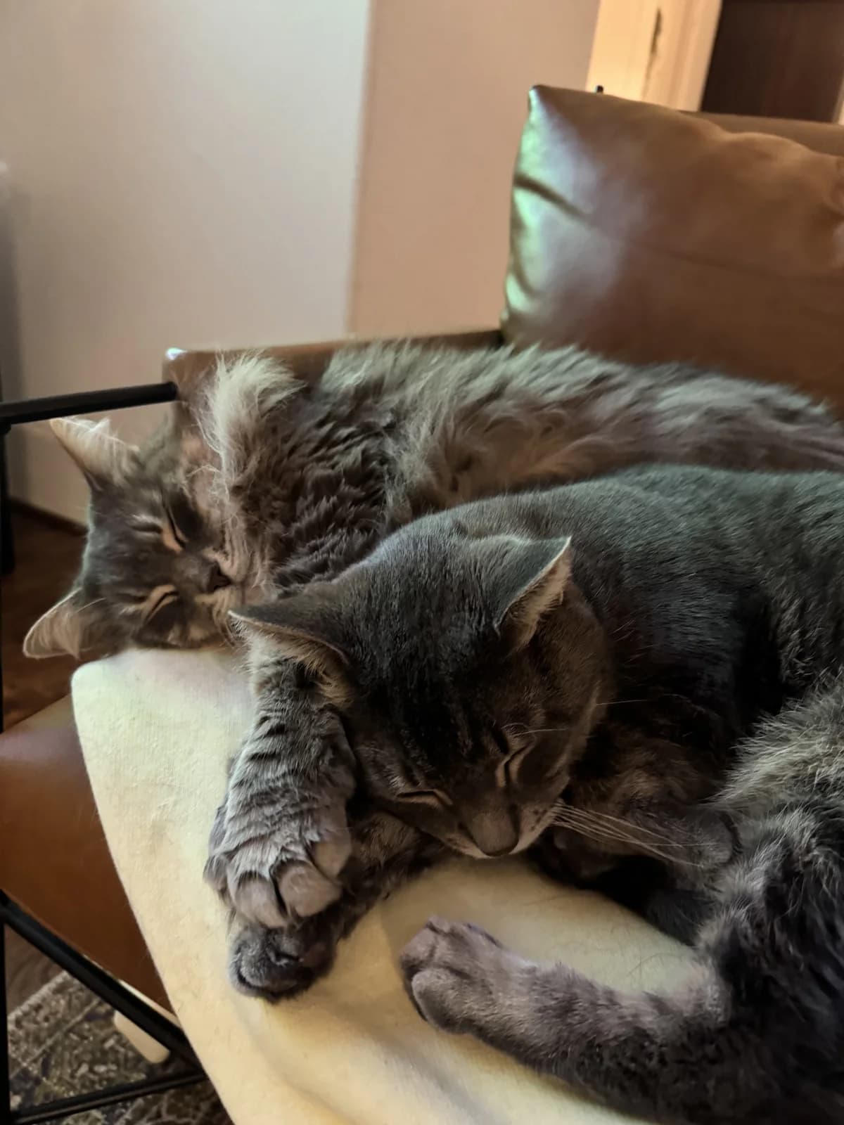 Two cats napping side by side