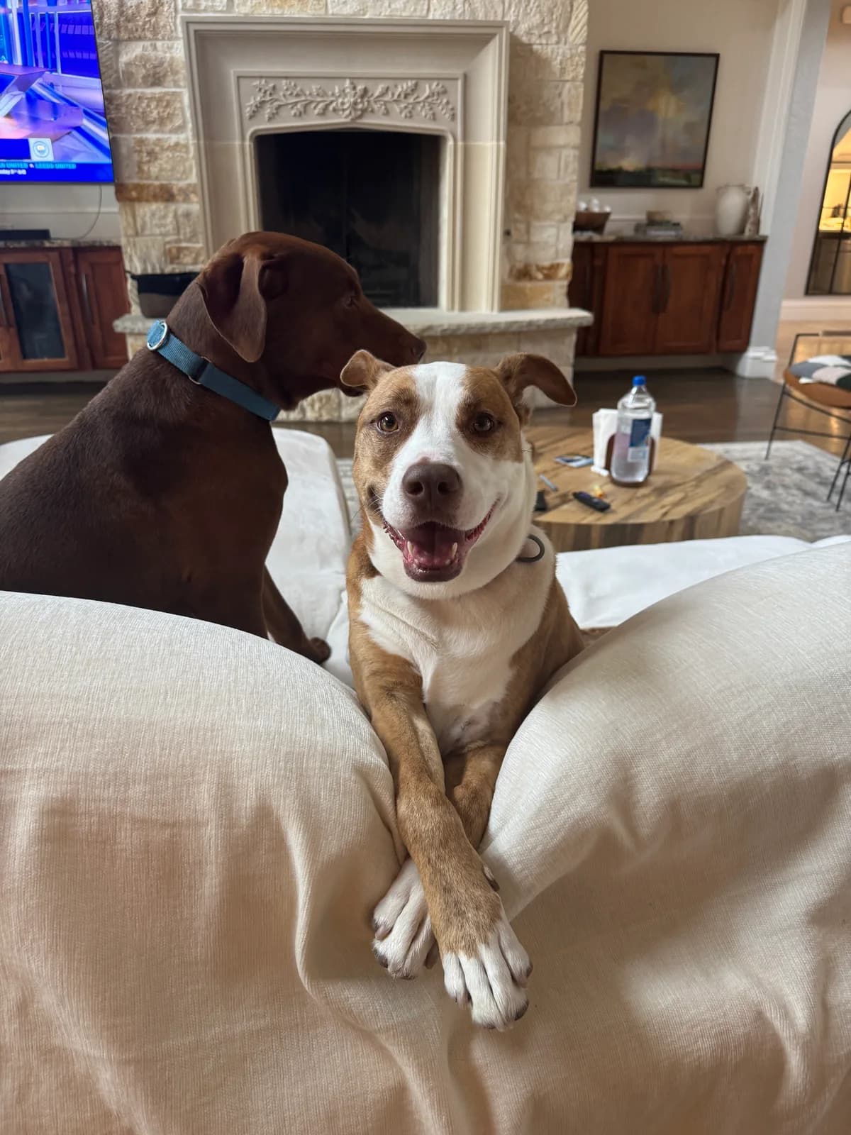 Two dogs lounging together in the living room