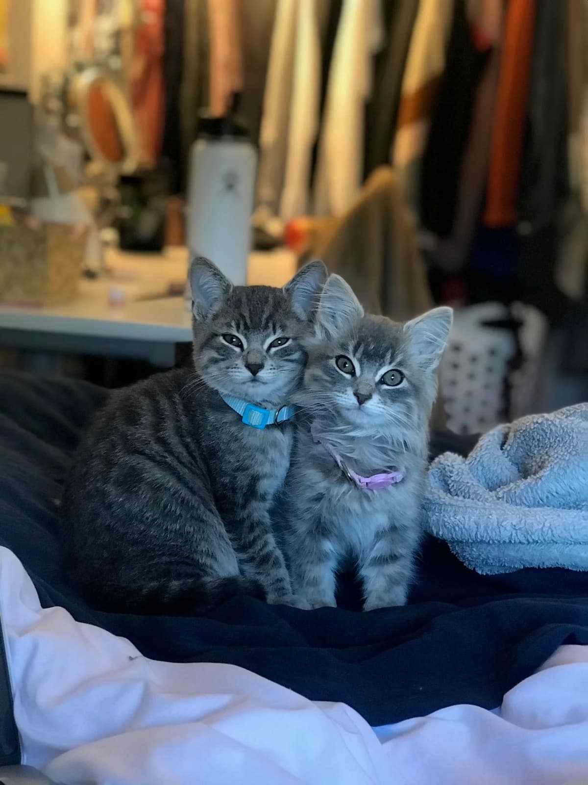 Two kittens sitting together